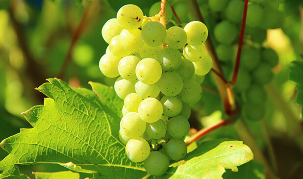 grape-export-blog-image